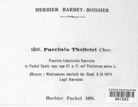 Tranzschelia anemones image